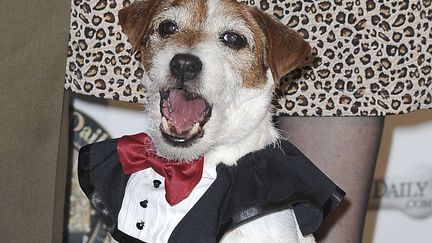 Uggie, le chien star du film "The Artist" &agrave; son arriv&eacute;e aux Golden Collar Awards &agrave; Los Angeles (Californie), le 13 f&eacute;vrier 2012. (ROBYN BECK / AFP)