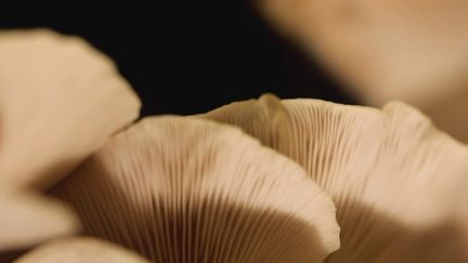 Champignon qui pousse en quelques jours, la pleurote annonce l'arrivée du printemps. Il est mis à l'honneur dans la rubrique Les Petits plats dans l'écran du 13H, ce samedi 30 mars. (France 2)