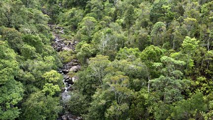 La forêt de Madacascar, le 1 février 2018.&nbsp; (JEAN-YVES GROSPAS / BIOSPHOTO / AFP)