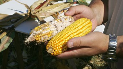 Un agriculteur près de Marmande (Lot-et-Garonne) présente un épis de maïs attaqué par la pyrale, un insecte invasif. (DERRICK CEYRAC / AFP)