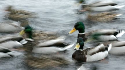 Russie : des milliers de canards passent l'hiver dans un parc de Saint- Pétersburg