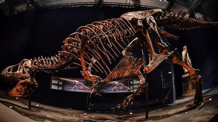 Le tyrannosaure T.rex exposé au Museum d'histoire naturelle (juin 2018)
 (Stéphane de Sakutin / AFP)