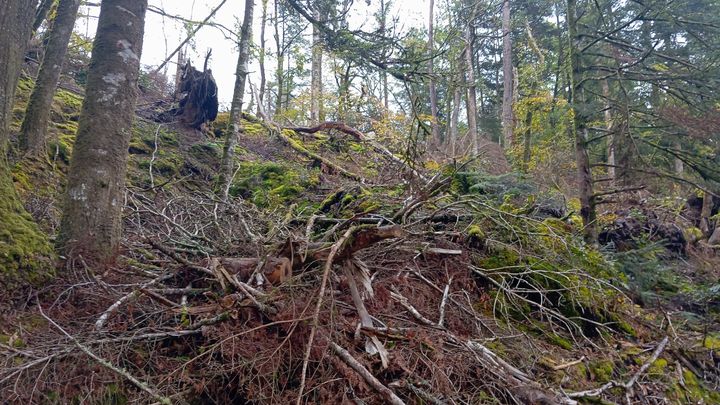 Des arbres et des branches jonchent le sol de la forêt de Huelgoat, dans le Finistère, un an après le passage de Ciaran. (GUILLAUME FARRIOL - FRANCEINFO - RADIO FRANCE)