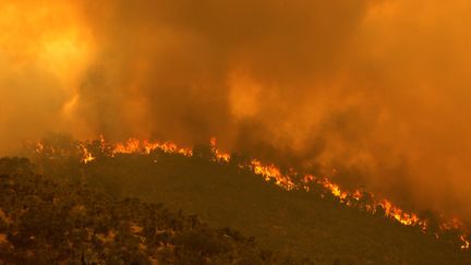 Un feu dans la banlieue de Perth, en Australie, le 2 février 2021. (TREVOR COLLENS / AFP)