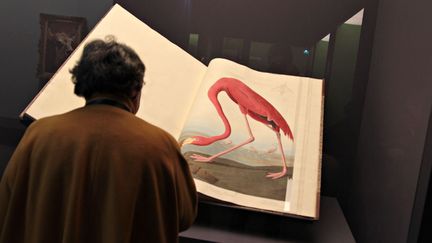 Consid&eacute;r&eacute; comme le premier ornithologue du Nouveau Monde, Audubon a &eacute;tudi&eacute; et repr&eacute;sent&eacute; les oiseaux qu'il a recens&eacute; sur le continent am&eacute;ricain. Son immense ouvrage en 4 volumes en d&eacute;crit 489 esp&egrave;ces. (ELODIE DROUARD / FTVI)