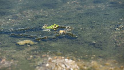 Une grenouille dans la Loire près de Gien (Loiret), le 10 août 2022. A cause de la sécheresse, le débit du fleuve à Gien est descendu en-dessous du seuil de 45 m3/s.&nbsp; (PATRICK GELY/SIPA / SIPA)