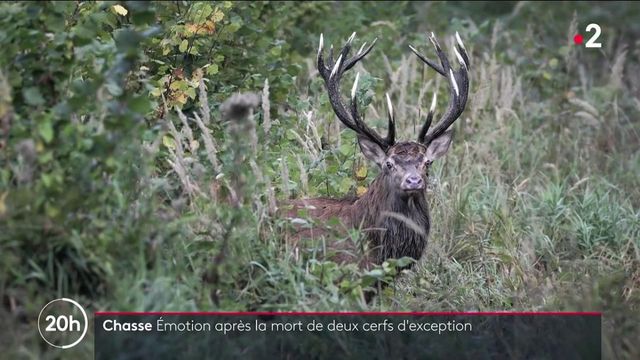 Oise deux grands cerfs tu s par des chasseurs