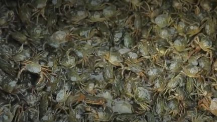 Venise : à la découverte des crabes verts et des mascarete, les barques emblématiques de la lagune