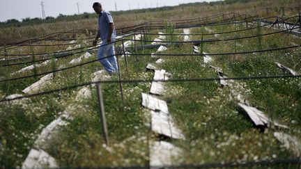 C'est dans un champ de&nbsp;Pleven&nbsp;(Bulgarie) que cinq Fran&ccedil;ais ont &eacute;t&eacute; pris &agrave; partie dans la nuit du 15 au 16 octobre 2012 par des agriculteurs qui les avaient pris pour des r&ocirc;deurs. (STOYAN NENOV / REUTERS)