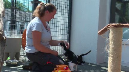 Animaux abandonnés : les refuges de la SPA surchargés (FRANCE 3)