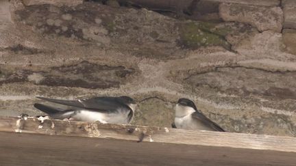 Environnement : en Bretagne, une commune protège les hirondelles (FRANCE 3)