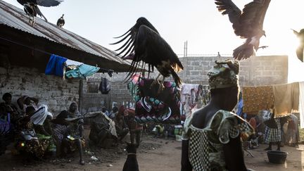 Des vautours sont chassés par un chien alors qu'ils tentent de s'emparer des restes d'une vache sacrifiée lors d'une cérémonie funéraire à Bissau le 26 novembre 2019. (JOHN WESSELS / AFP)