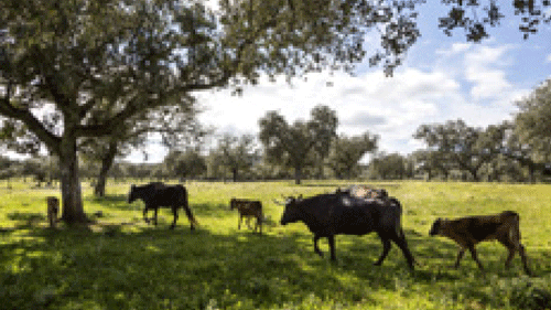 &nbsp; (En castillan, "dehesa"signifie "pâturage". Le plus grand système agroforestier d'Europe.© Géo  Susana Giron.)