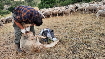 Jean-Baptiste, berger dans les Alpes-de-Haute-Provence, soigne l'une de ses brebis malades. (AGATHE MAHUET / RADIO FRANCE)