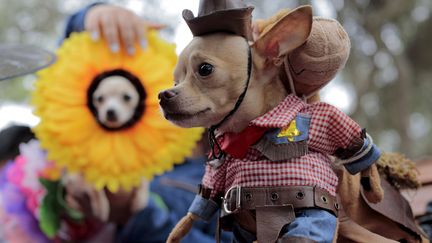 A Lima, au Pérou, les animaux aussi, ont le droit de défiler costumés pour la parade d'Halloween, samedi 31 octobre 2015.&nbsp; (REUTERS)