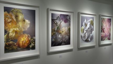 Exposition Nick Knight