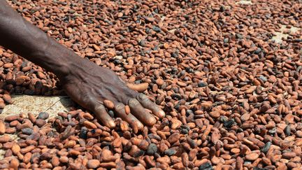 Un agriculteur fait s&eacute;cher des graines de cacao, le 29 septembre 2015 &agrave; Gagnoa (C&ocirc;te d'Ivoire). (ISSOUF SANOGO / AFP)