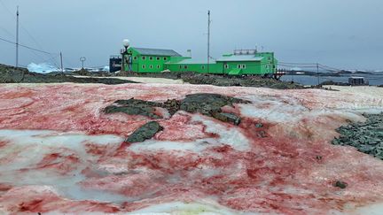 La neige est rouge en Antarctique à cause de la présence d'une algue microscopique, la&nbsp;chlamydomonas nivalis. (CAPTURE D'ÉCRAN FACEBOOK)