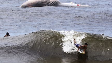 Un homme surfe devant le cadavre d'un rorqual tropical &agrave; Rio de Janeiro (Br&eacute;sil), le 20 mars 2012. (SERGIO MORAES / REUTERS)