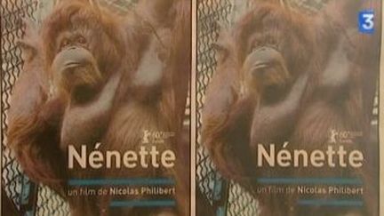 Nénette, le nouveau film de Nicolas Philibert
 (Culturebox)