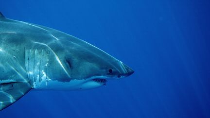 Depuis septembre 2011, cinq attaques meurtri&egrave;res de requins ont &eacute;t&eacute; recens&eacute;es au large de la c&ocirc;te australienne. (REINHARD DIRSCHERL / BILDERBERG / AFP)