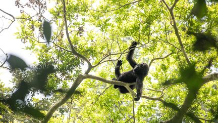 A l'autre bout du parc, le personnel d'une base scientifique étudie les gorilles comme les nouveau-nés qui s'amusent dans les branches. &nbsp;&nbsp;&nbsp;&nbsp;&nbsp;&nbsp;&nbsp;&nbsp;&nbsp;&nbsp;&nbsp; (FLORENT VERGNES / AFP)