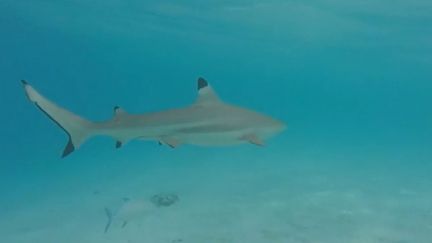 Un requin à pointe noire dans le littoral polynésien. (FRANCE 3)