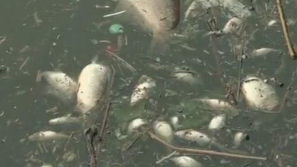 Nord : une catastrophe écologique provoque la mort des poissons et la pollution de l'Escaut