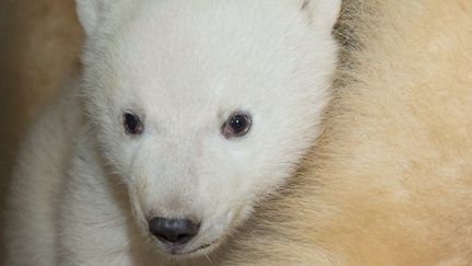 Ours polaire : une naissance exceptionnelle au zoo de Mulhouse