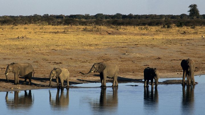 Des &eacute;l&eacute;phanteaux se rafra&icirc;chissent &agrave; un point d'eau dans le parc national de Hwange (Zimbabwe). (ESCUDERO PATRICK / HEMIS.FR / AFP)