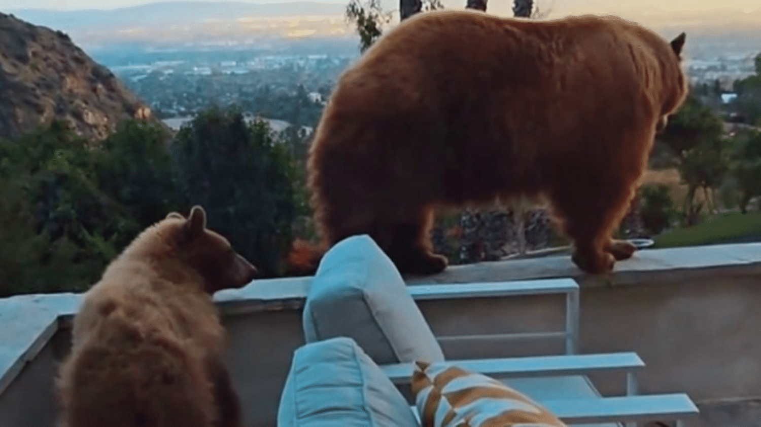 In California, the bears are coming to town