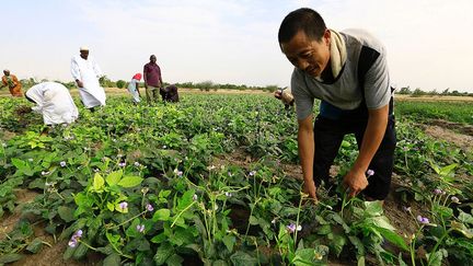 Dix millions d'hectares de terres sont cultivées par les Chinois hors de leurs frontières. Car si 20% de la population mondiale est chinoise, le pays ne possède que 9% des terres cultivables de la planète. Il est ainsi l'un des Etats les plus gourmands pour l'achat de terres arables. Il a particulièrement investi en Afrique (Tanzanie, Sénégal, Sierra Leone, Zambie…). En 2016, Pékin a tourné son regard vers l’Australie. En décembre 2016, après de longues tractations, Canberra a donné son accord au groupe chinois Shanghai CRED, associé au groupe minier australien Hancock Prospecting, pour l’achat de huit stations d'élevage de l’empire S. Kidman and Co, l 'un des plus grands propriétaires de bétail au monde. Celles-ci représentent 2,5% des terres agricoles et 1,3% de la superficie totale de l'Australie. L’Europe intéresse aussi les Chinois. Et plus particulièrement la France. En 2016, 1.700 hectares de terres céréalières ont été achetés dans le département de l'Indre, suscitant de nombreuses questions et inquiétudes. (REUTERS/Mohamed Nureldin Abdallah)