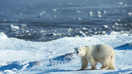 &nbsp; (L'Arctique se réchaufferait deux fois plus vite que le reste du globe © MAXPPP)