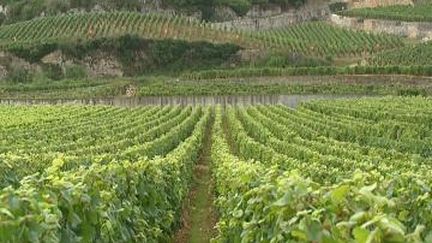 Le vignoble de Pouilly-sur-Loire représente environ 40 ha plantés en Chasselas.