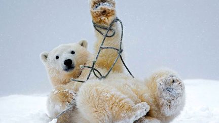 Un ourson polaire joue avec une corde pr&egrave;s de Kaktovik (Alaska, Etats-Unis), le 18 novembre 2014. (CATERS NEWS AGENCY / SIPA)