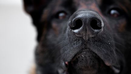 Un chien est entraîné à reconnaître le Covid-19, le 13 mai 2020, à Maison-Alfort (Val-de-Marne).&nbsp; (JOEL SAGET / AFP)