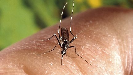 Virus Zika : la Martinique en état d'alerte