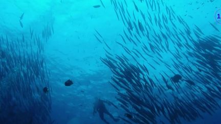 Dans le Pacifique, au large de l'île de Malpelo (Colombie), le travail réalisé pour préserver la biodiversité donne beaucoup d'espoir.