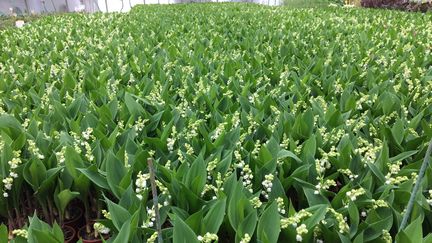 Pour éviter de jeter tous ses brins à la poubelle, la famille Lamothe, installée à Abos (Pyrénées-Atlantiques), a lancé une cagnotte sur&nbsp;muguet-solidarite.com (CLAUDIE HAMON / FRANCE-BLEU PAYS D’AUVERGNE)