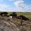 Un char d'assaut et des véhicules militaires russes calcinés en bordure de la ville russe de Soudja, envahie par l'armée ukrainienne, le 16 août 2024. (YAN DOBRONOSOV / AFP)