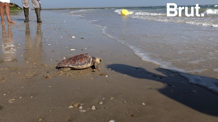 VIDEO. À La Rochelle, un centre de soins s'occupe de tortues échouées (BRUT)