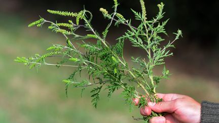 L'ambroisie, cauchemar des allergiques