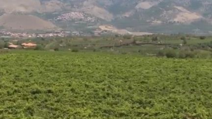 Etna : le vin du volcan