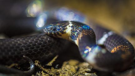 Toulouse : le mystère des peaux de boas