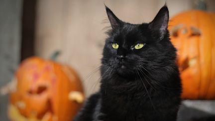 Les chats noirs sont recherch&eacute;s par les adeptes du satanisme, qui les sacrifient durant des messes noires. (CRISSERBURG / E+ / GETTY IMAGES)