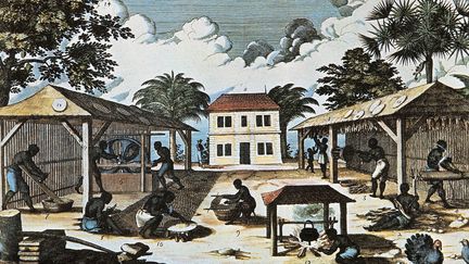 Esclaves travaillant tabac et manioc dans une plantation des Antilles. Gravure de Jean-Baptiste Du Tertre, illustrant une "Histoire générale des Antilles habitées par les Français",&nbsp;Paris, 1667. (AFP - Esteban/AIC/Leemage)