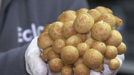 Une entreprise belge s'est donné pour but de produire des champignons à partir de déchets de pain et de bière. Ces champignons remplacent des espèces qui sont généralement importées.&nbsp; (CAPTURE ECRAN FRANCE 3)