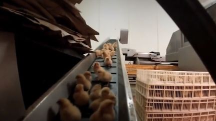 Des poussins dans un abattoir. (FRANCEINFO)