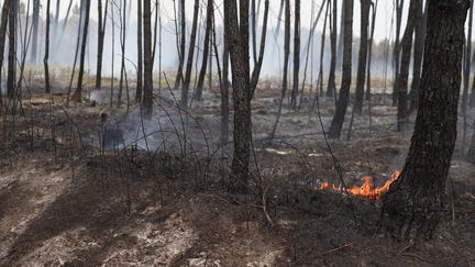 L'incendie dans le sud de la Gironde a ravagé 350 hectares au nord du département des Landes, le 11 août 2022.
 (CECILE DA COSTA / RADIO FRANCE)