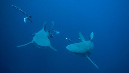 Un surfeur a &eacute;t&eacute; gri&egrave;vement bless&eacute; dans une nouvelle attaque de requin, le 5 ao&ucirc;t 2012 &agrave; Saint-Leu (La R&eacute;union).&nbsp; (GERARD SOURY / OXFORD SCIENTIFIC RM / GETTY IMAGES)